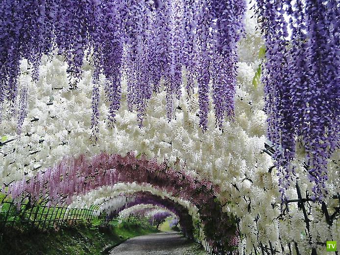Kawachi Fuji Garden - один из прекраснейших садов Японии 