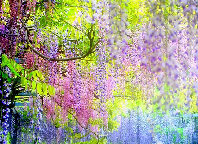 Kawachi Fuji Garden - один из прекраснейших садов Японии