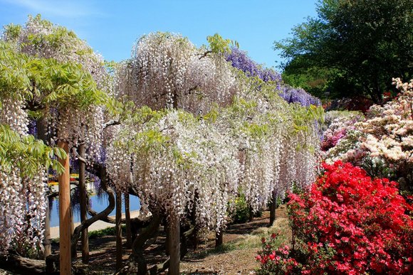 Kawachi Fuji Garden - один из прекраснейших садов Японии