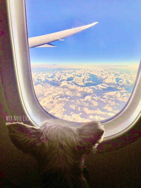 Возьмите самолет с йорки: 10+1 подсказка для путешествий с йорки и маленькими собаками