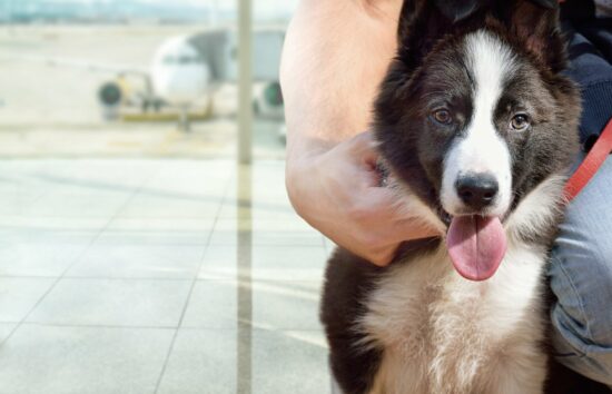 Возьмите самолет с большой собакой: советы по перемещению больших собак
