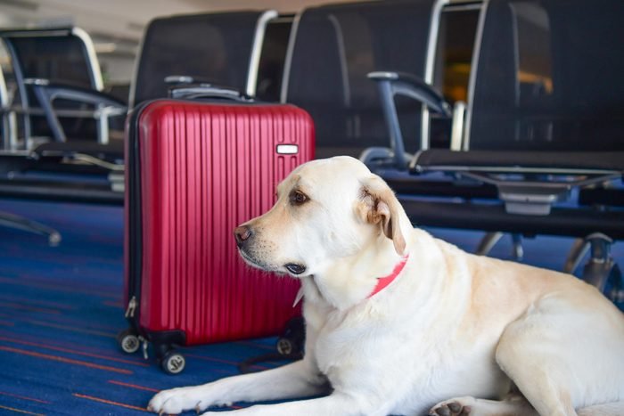 Лабрадорская собака с красным чемоданом в аэропорту