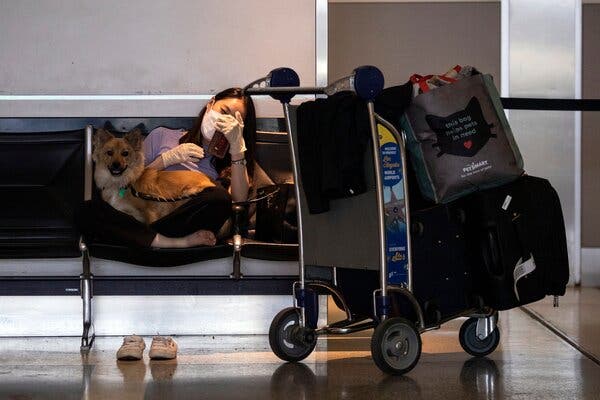 Пассажир со своей собакой в ​​международном аэропорту Лос-Анджелеса. Новые и иногда запутанные правила заставили путешественников переосмыслить полеты со своими питомцами.