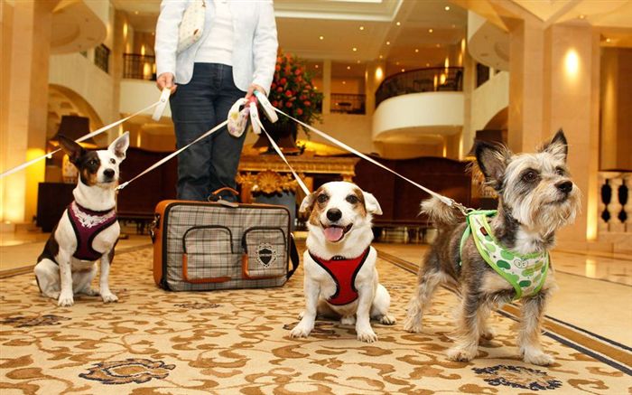 Держите собаку в поездке в роскошный отель