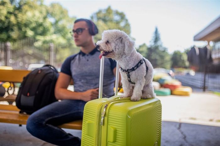 Расходы, необходимые для путешествия с собаками